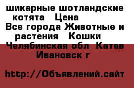 шикарные шотландские котята › Цена ­ 15 000 - Все города Животные и растения » Кошки   . Челябинская обл.,Катав-Ивановск г.